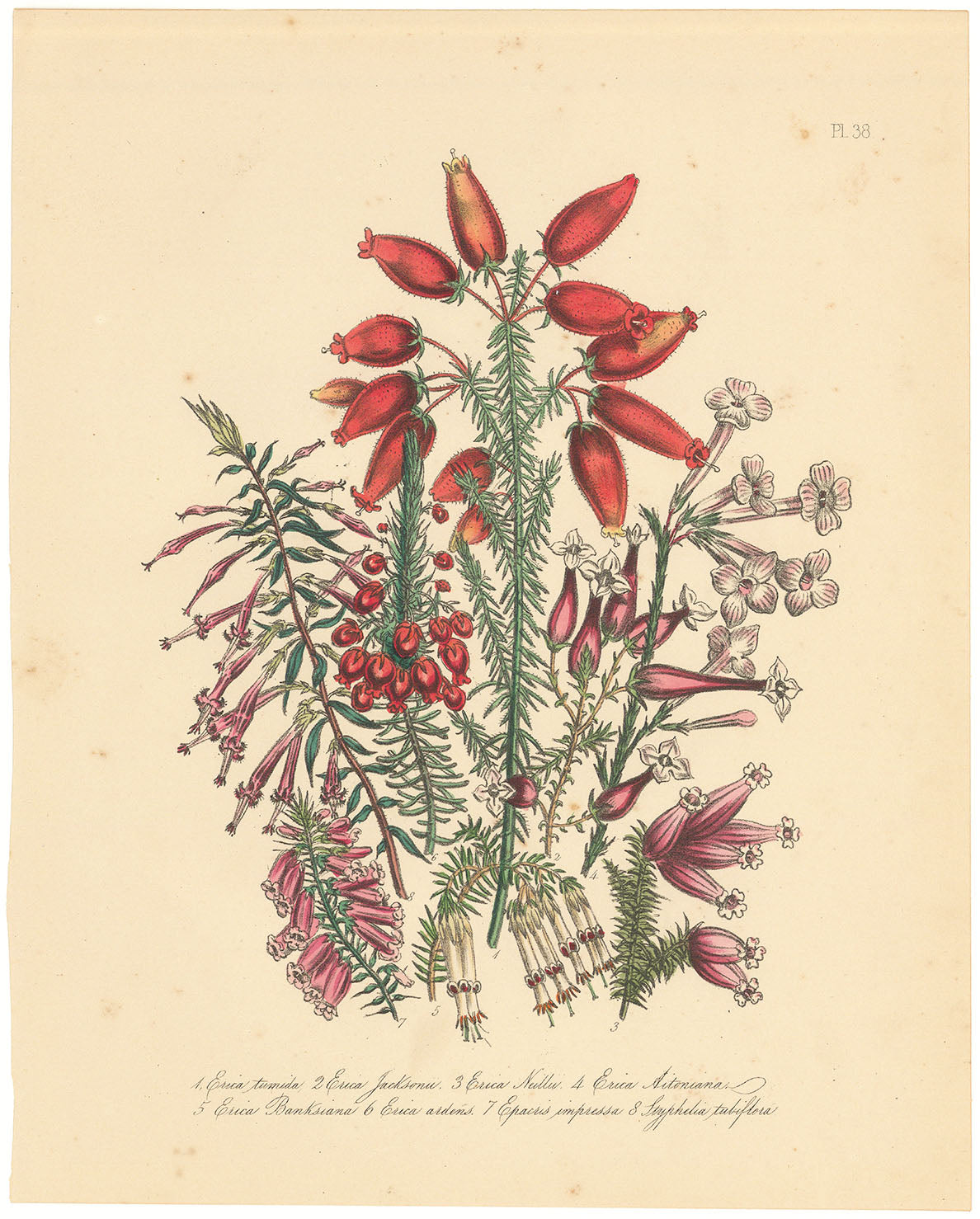 A Variety of Heathers. (Pl. 38. 1. Erica tumida. 2. Erica Jacksonii. 3. Erica Neillii. 4. Erica Aitoniana. 5. Erica Banksiana. 6. Erica ardens. 7. Epacris impressa. 8. Styphelia tubiflora.)