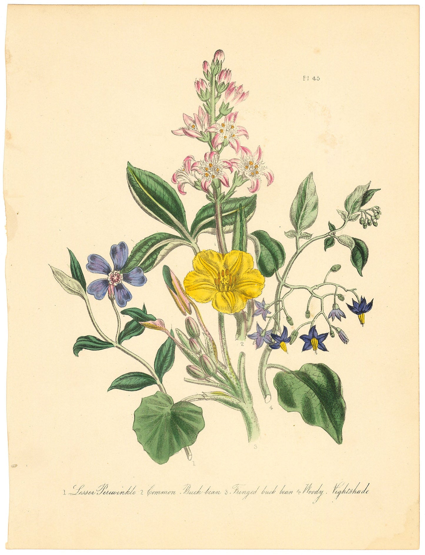 1. Lesser Periwinkle. 2. Common Buck-bean. 3. Fringed Buck bean. 4. Woody Nightshade. Pl. 45.