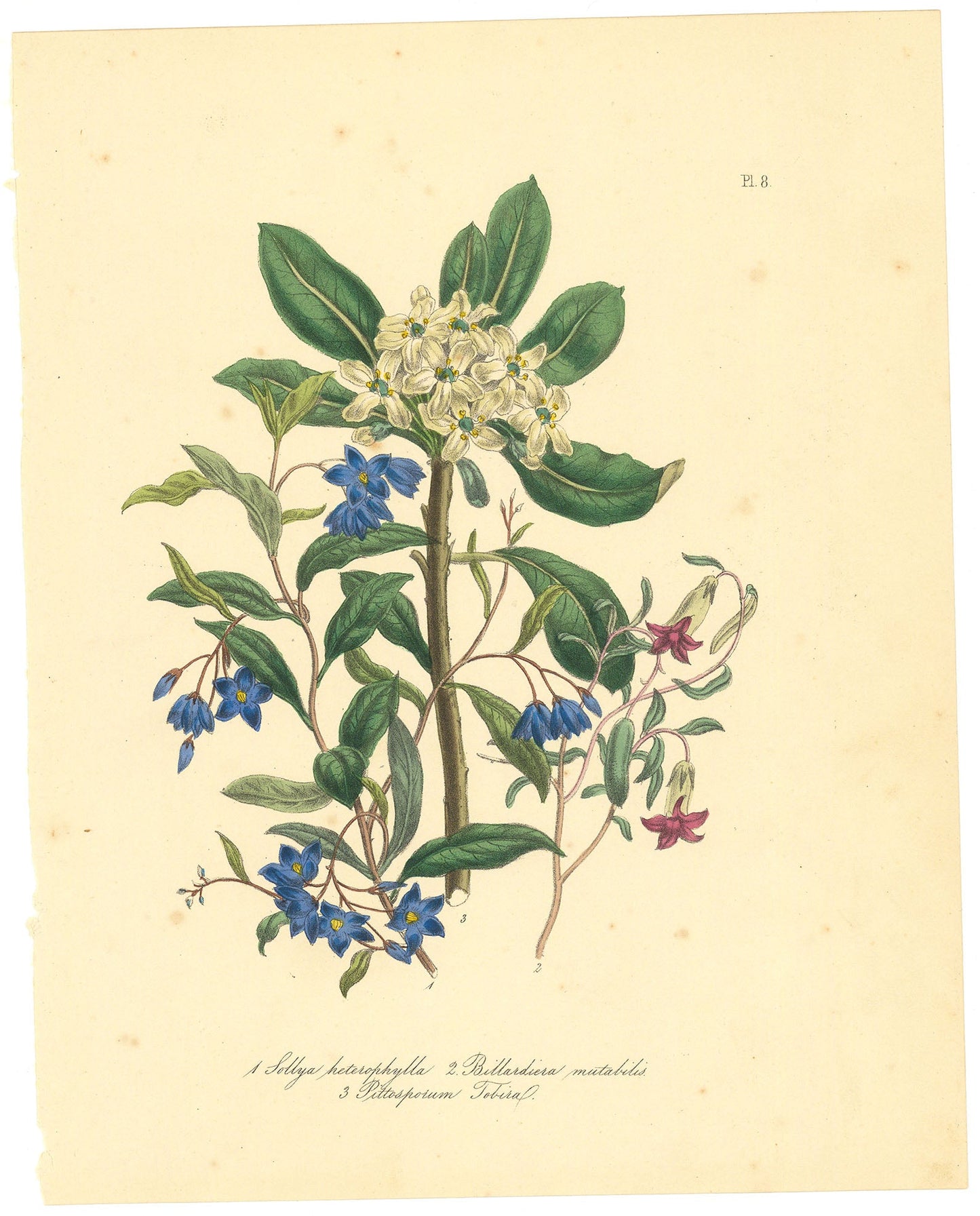 1. Bluebell Creeper. (Sollya heterophylla). 2. Apple Berry. (Billardiera mutabilis). 3. Mock Orange. (PittosporumTobira). Pl. 8.