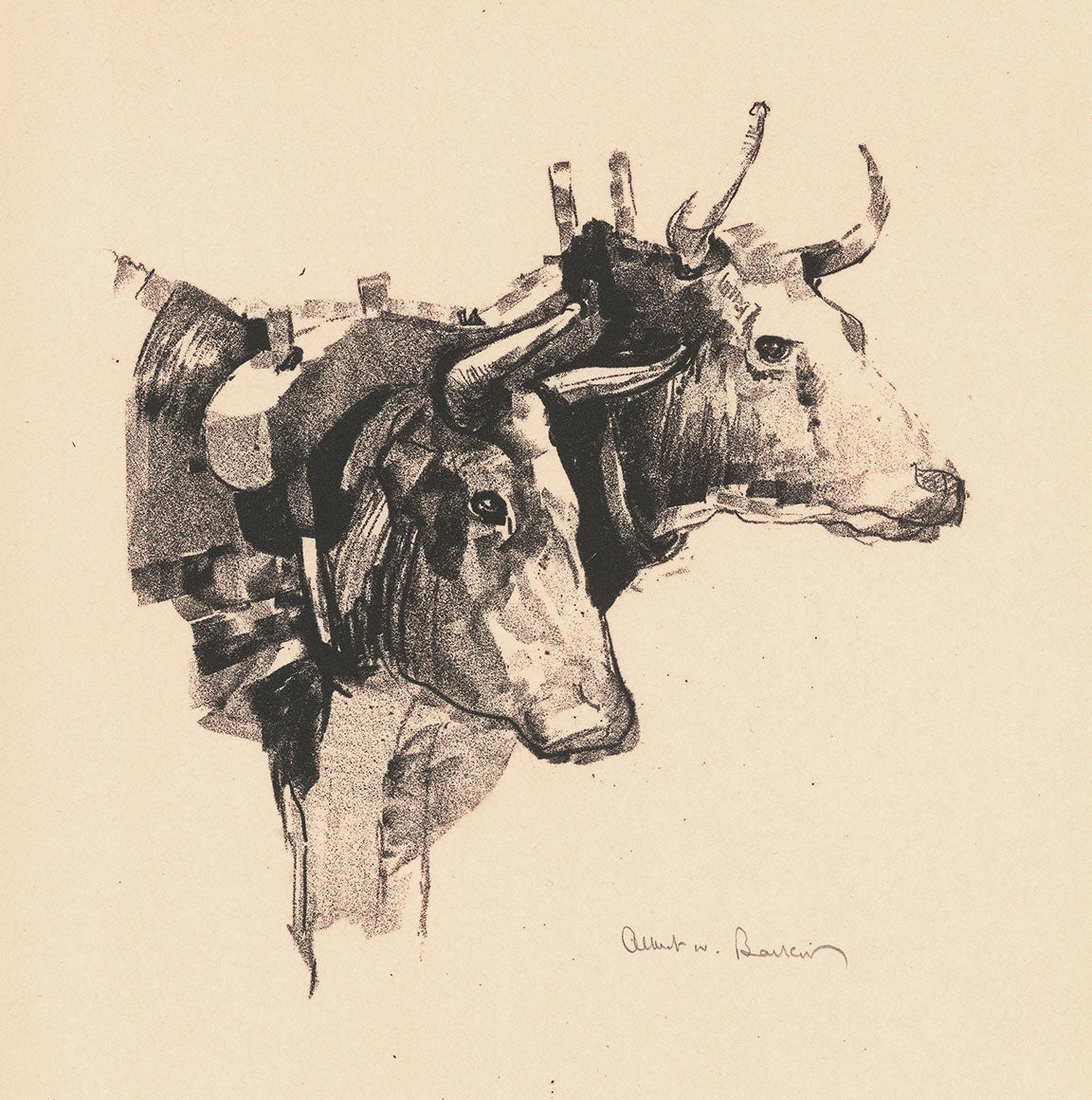 Oxen.