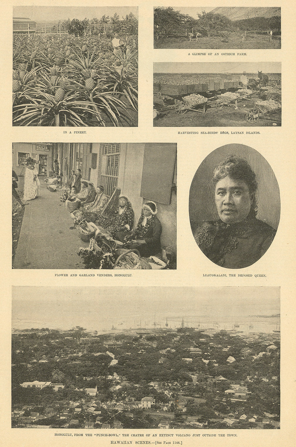 Hawaiian Scenes.