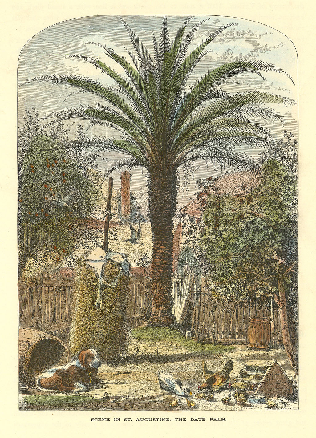 Scene in St. Augustine. The Date Palm.