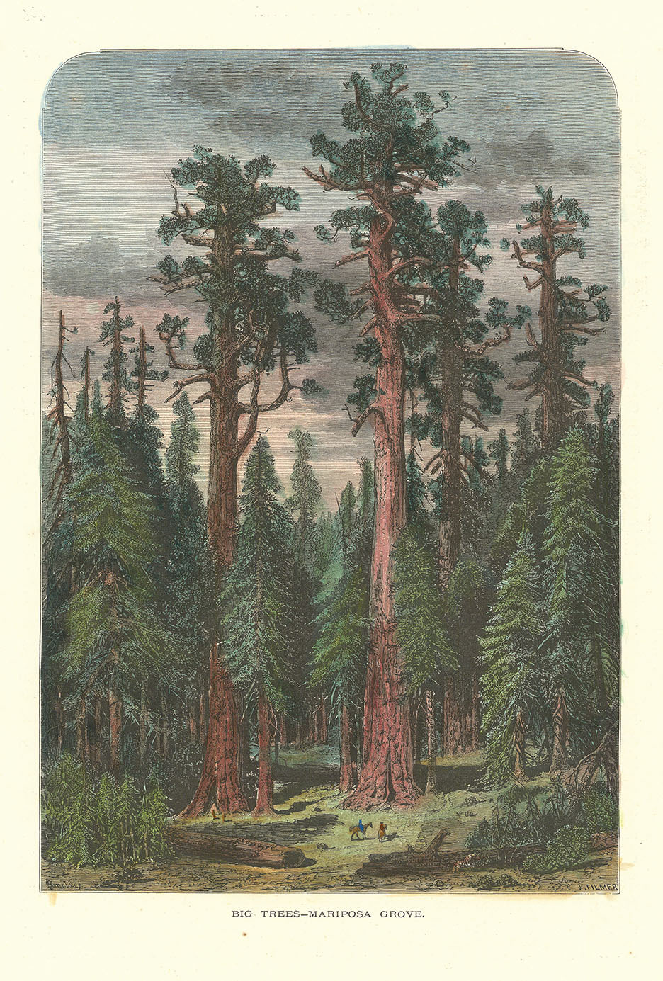 Big Trees.  Mariposa Grove.