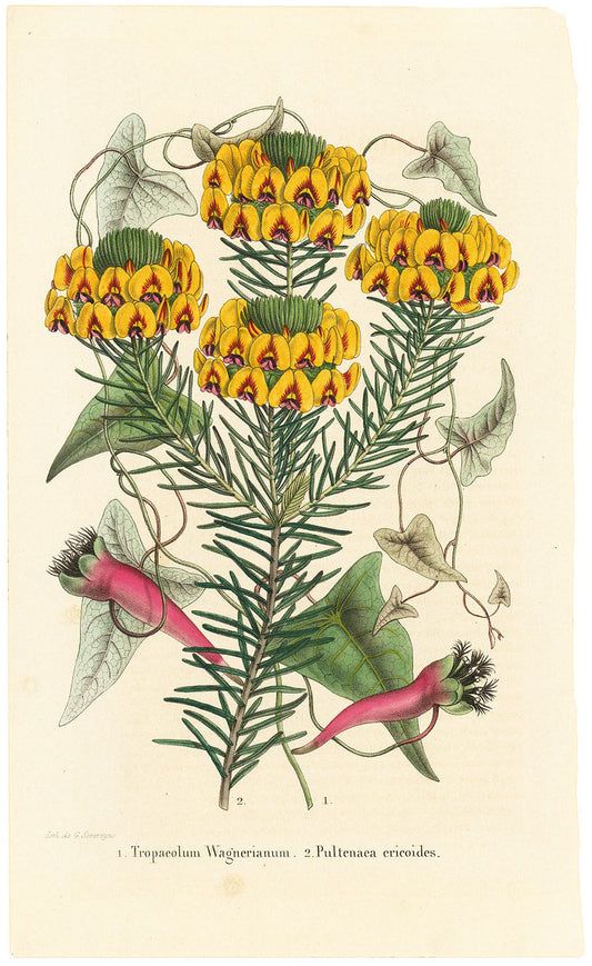 1. Tropaeolum Wagnerianum ( Nasturtium ). 2. Pultenaea ericoides ( Golden Aotus or Golden Pea ).