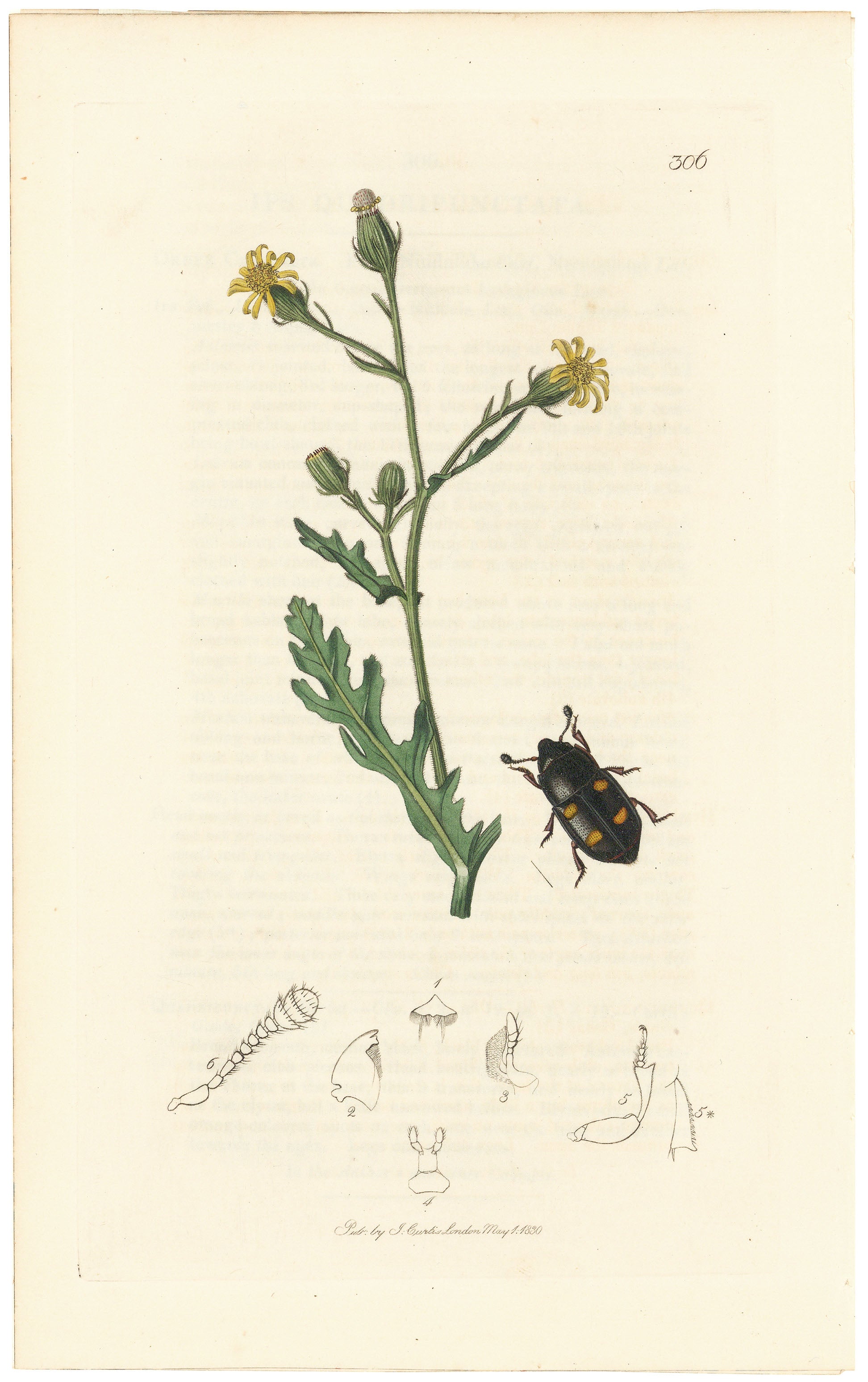 59076 1