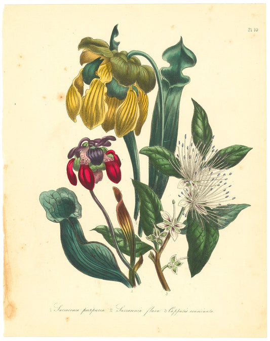 1. Purple Pitcher Plant. (Sarracenia purpurea). 2. Yellow Pitcher Plant (Sarracenia flava). 3. Acuminate Caper. (Capparis acuminata). Pl. 10.