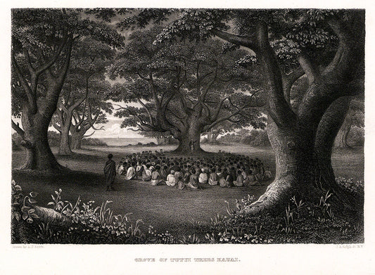 Grove of Tutui Trees Kauai. (Kukui Tree)