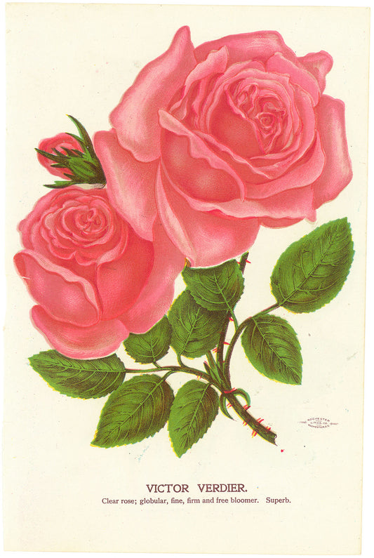 Victor Verdier.