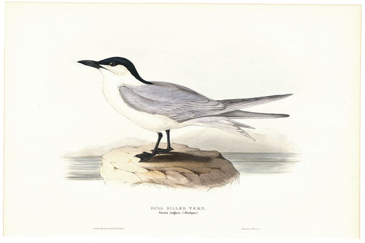 65638 1