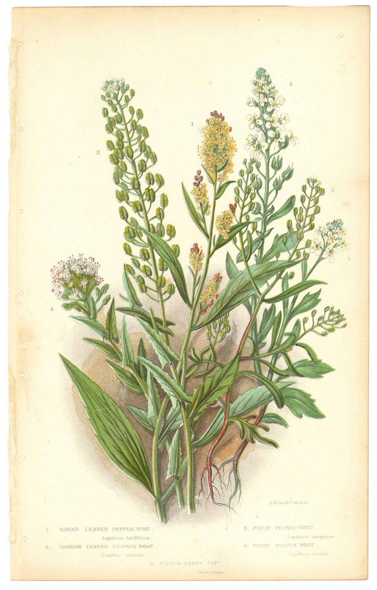 1. Broad Leaved Pepper Wort. 2. Narrow Leaved Pepper Wort. 3. Field Pepper Wort. 4. Hairy Pepper Wort. 5. Bitter Candy Tuft.